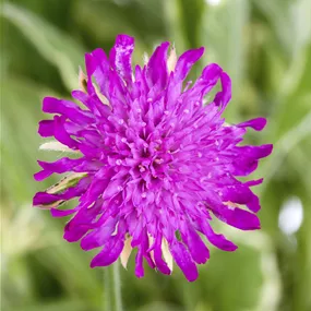 Knautia 'Green Lightning'