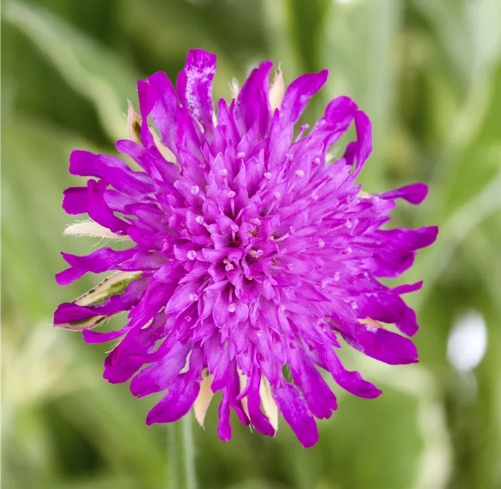 Garten-Witwenblume 'Green Lightning'
