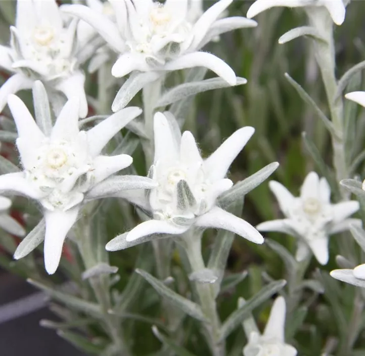 Garten-Edelweiß 'Blossom of Snow'