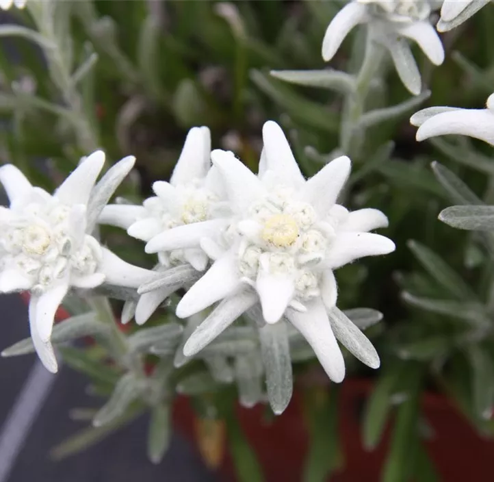 Garten-Edelweiß 'Blossom of Snow'