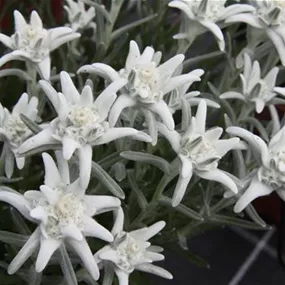 Leontopodium alpinum Blossom of Snow