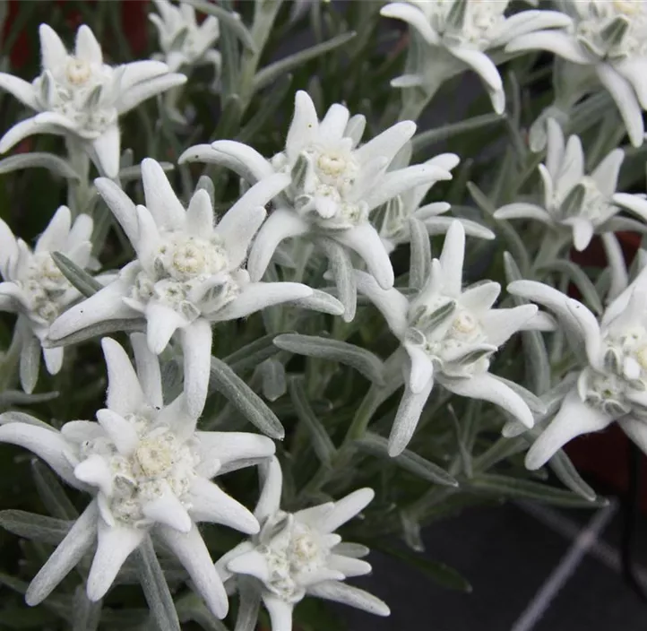 Garten-Edelweiß 'Blossom of Snow'