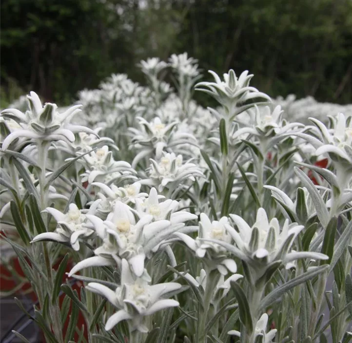 Garten-Edelweiß 'Blossom of Snow'