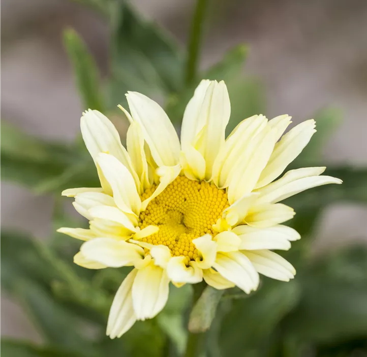 Großblumige Margerite 'Banana Cream'
