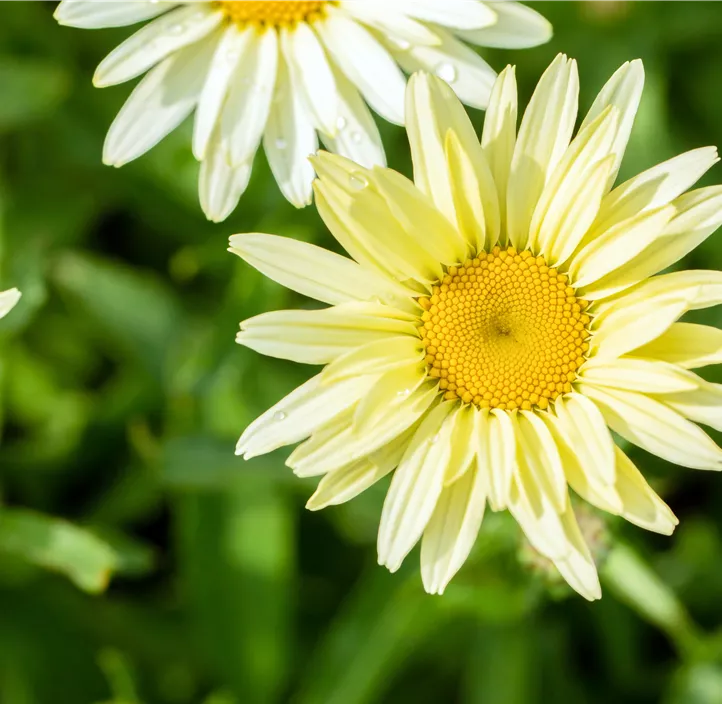 Großblumige Margerite 'Banana Cream'