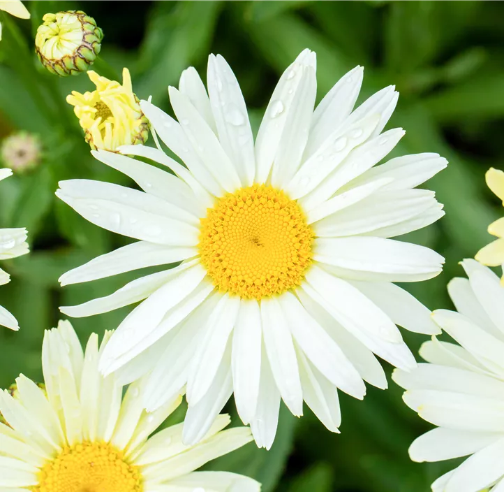 Großblumige Margerite 'Banana Cream'