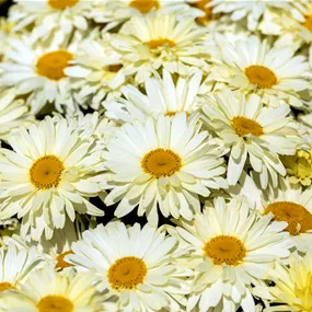 Leucanthemum maximum 'Banana Cream'