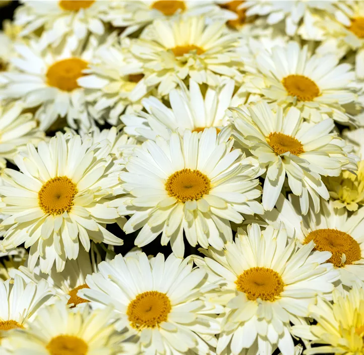 Großblumige Margerite 'Banana Cream'