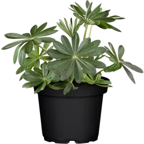 Lupinus x hybrida 'Manhattan Lights'