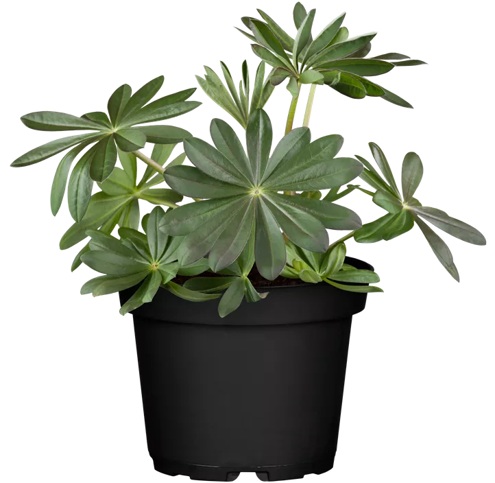 Westcountry Lupine 'Manhattan Lights'®