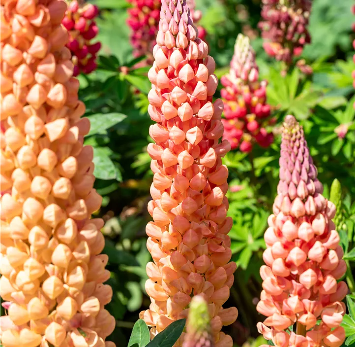 Westcountry Lupine 'Salmon Star'