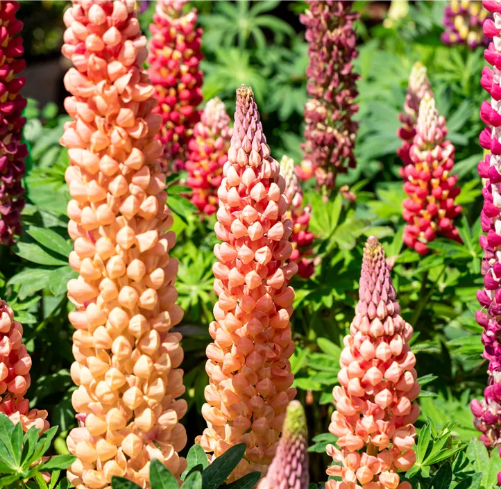 Westcountry Lupine 'Salmon Star'