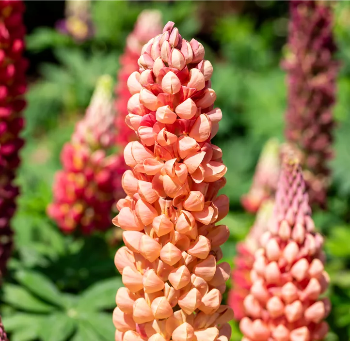 Westcountry Lupine 'Salmon Star'
