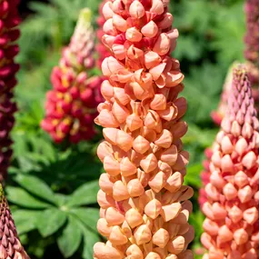 Lupinus x hybrida 'Salmon Star'