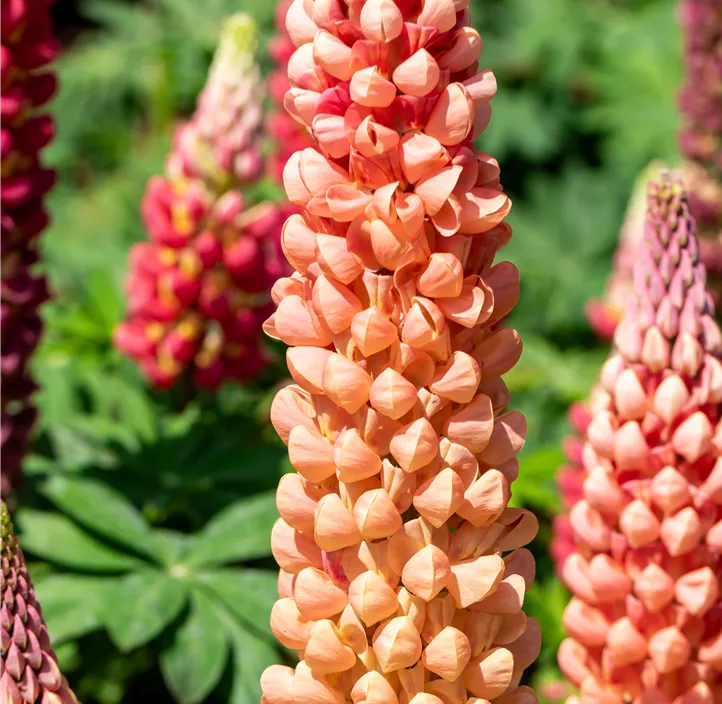 Westcountry Lupine 'Salmon Star'