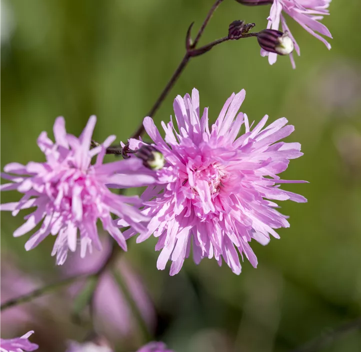 Kuckuckblume 'Petite Jenny'