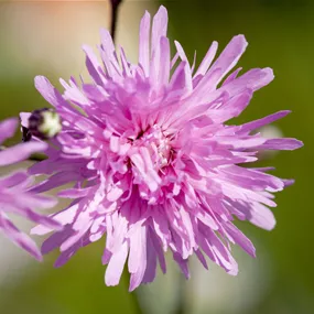 Lychnis flos-cuculi Petite Jenny