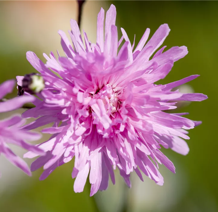 Kuckuckblume 'Petite Jenny'