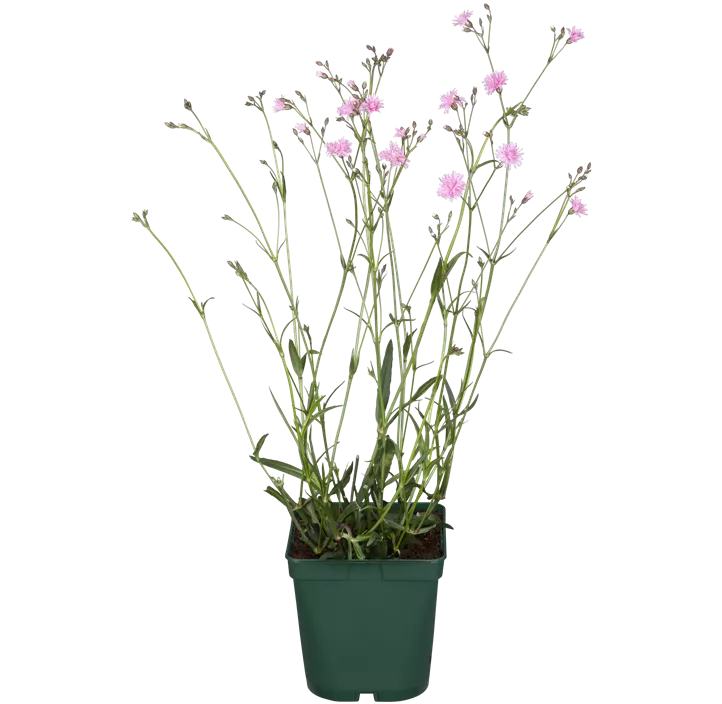 Kuckuckblume 'Petite Jenny'