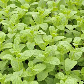 Mentha spicata