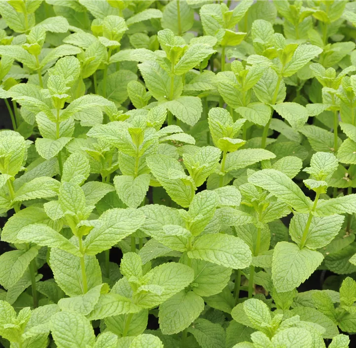 Grüne Minze 