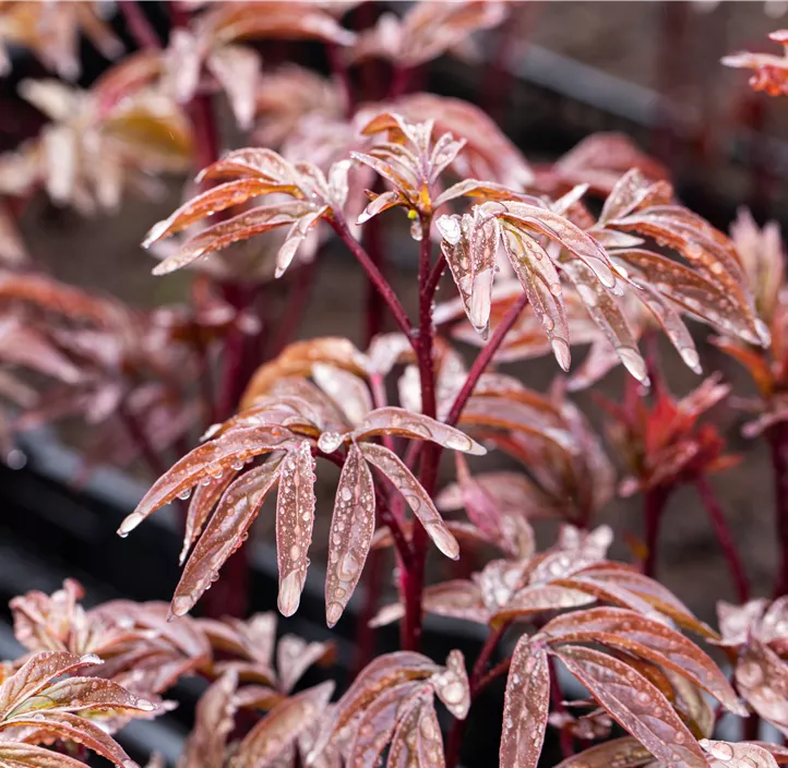 Garten-Pfingstrose 'Karl Rosenfield'