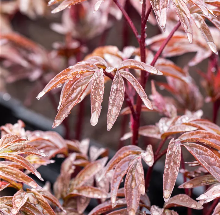 Garten-Pfingstrose 'Karl Rosenfield'