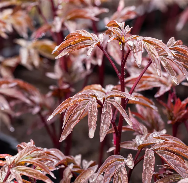 Garten-Pfingstrose 'Karl Rosenfield'