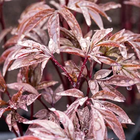 Paeonia lactiflora 'Karl Rosenfield'