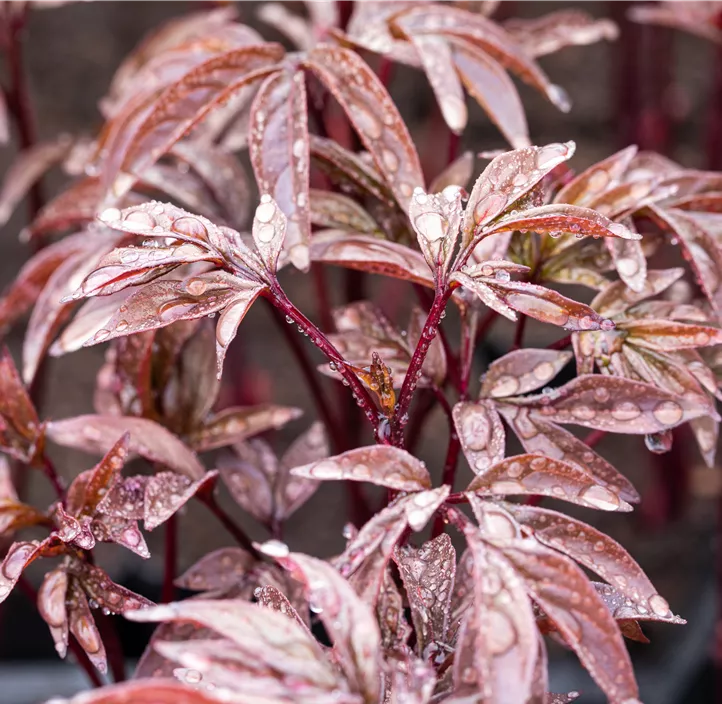 Garten-Pfingstrose 'Karl Rosenfield'