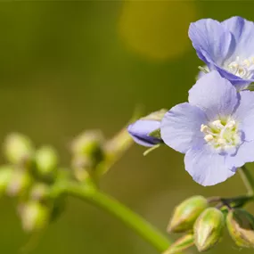 Polemonium reptans Heaven Scent