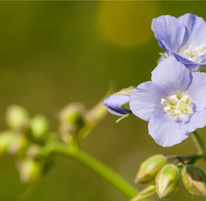 Kriechende Garten-Jakobsleiter 'Heaven Scent'