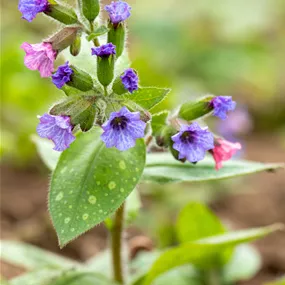 Pulmonaria x hybrida 'Trevi Fountain'