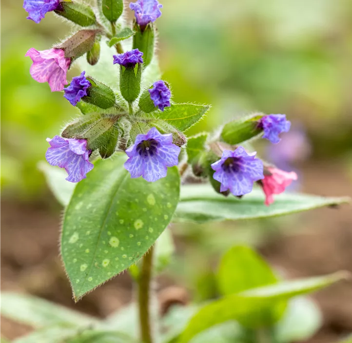 Garten-Lungenkraut 'Trevi Fountains'