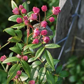 Rosa 'Knoppi-Rosen in Sorten'
