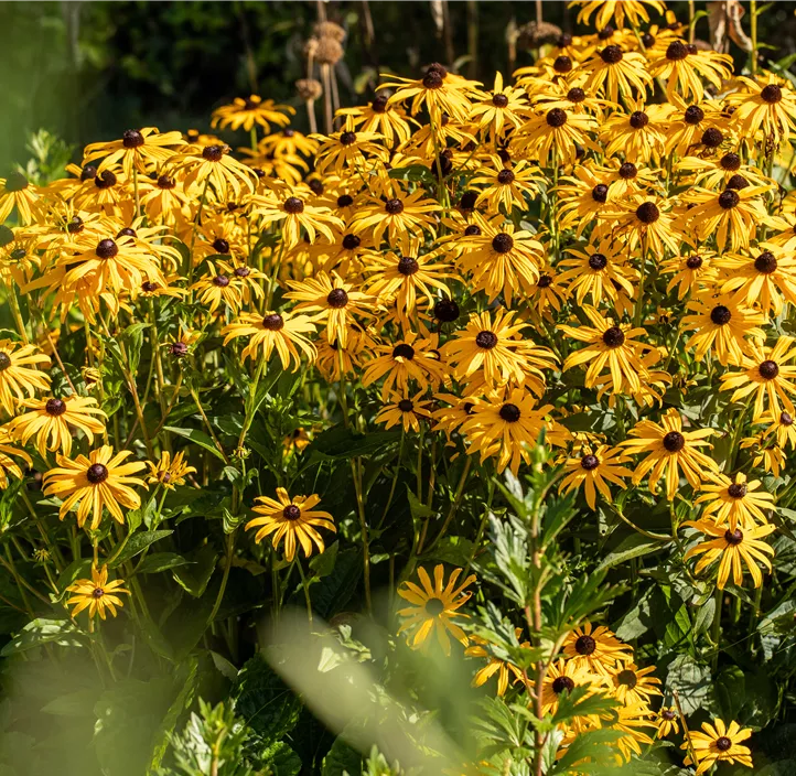 Garten-Sonnenhut 'Goldblitz'