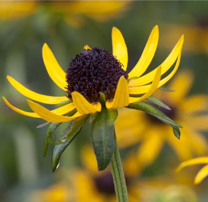 Sonnenhut 'Little Goldstar'