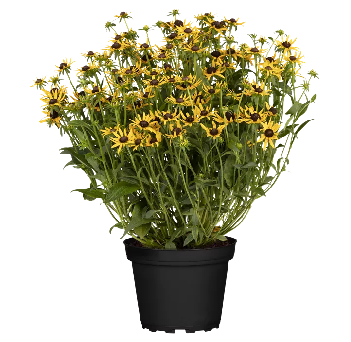 Sonnenhut 'Little Goldstar'