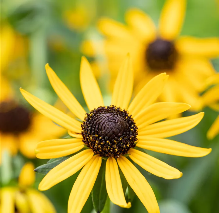 Sonnenhut 'Little Goldstar'