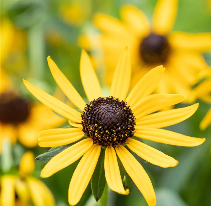 Sonnenhut 'Little Goldstar'