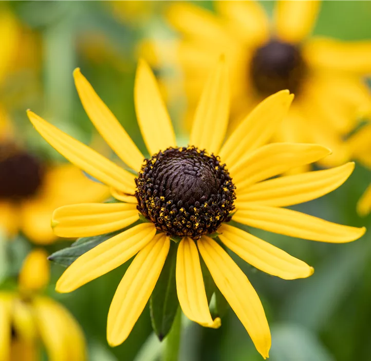 Sonnenhut 'Little Goldstar'