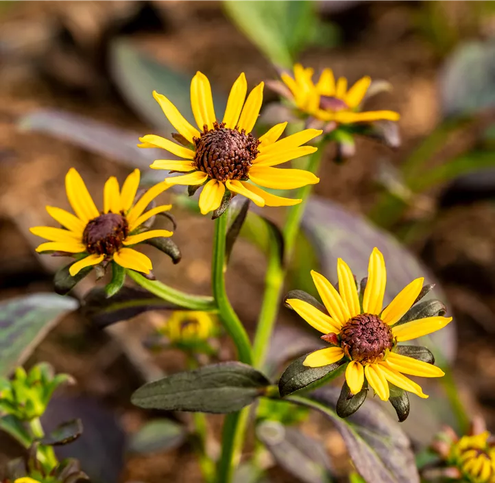 Sonnenhut 'Little Goldstar'