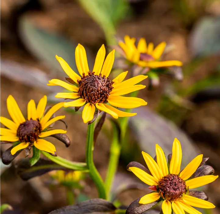 Sonnenhut 'Little Goldstar'