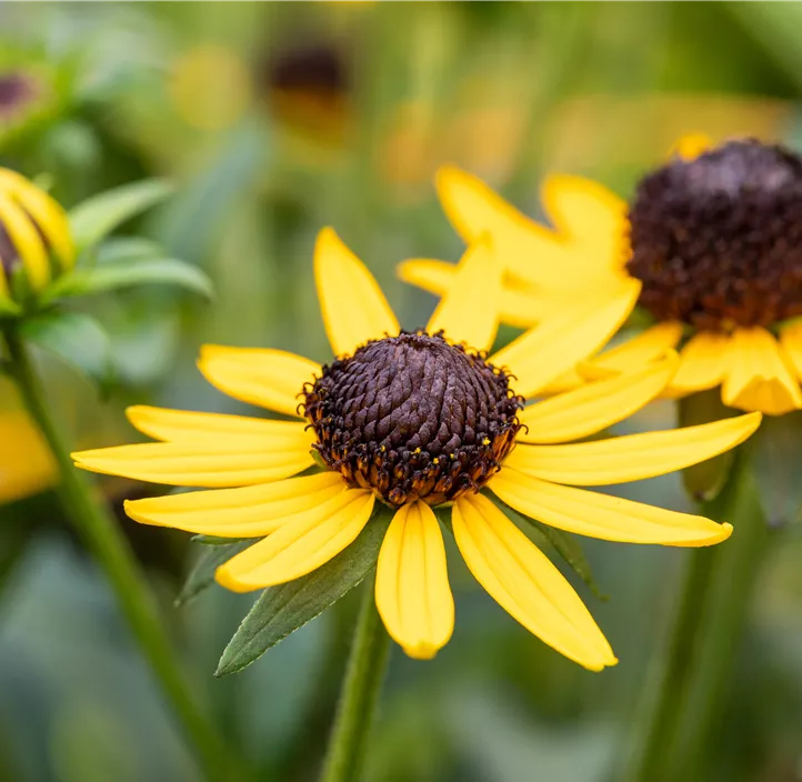 Sonnenhut 'Little Goldstar'