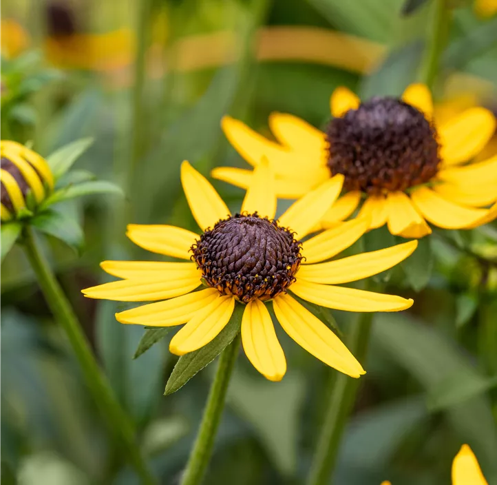 Sonnenhut 'Little Goldstar'