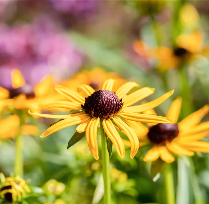 Sonnenhut 'Little Goldstar'