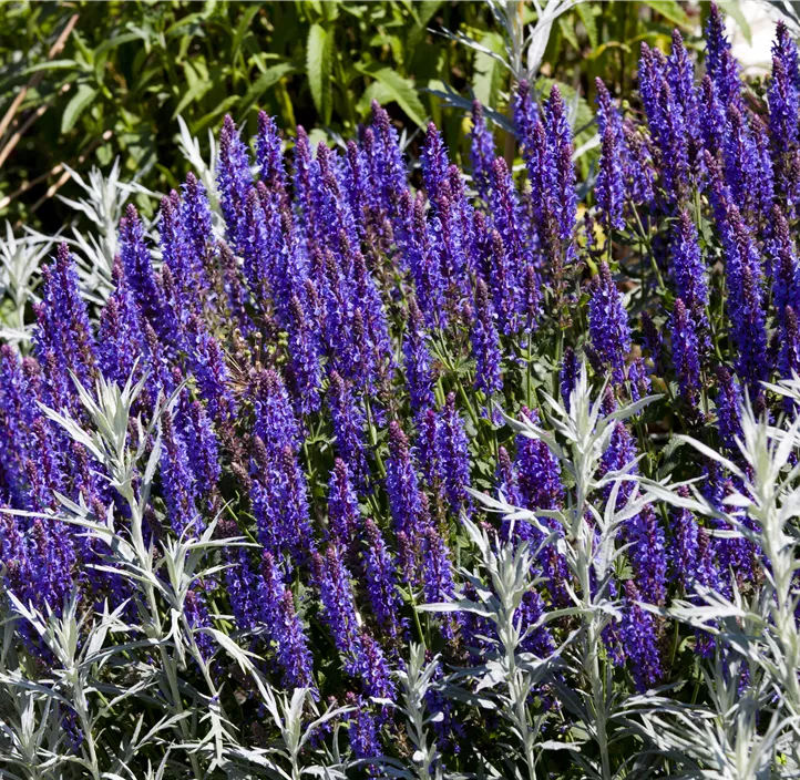 Garten-Blüten-Salbei 'Fashionista® Midnight Model'