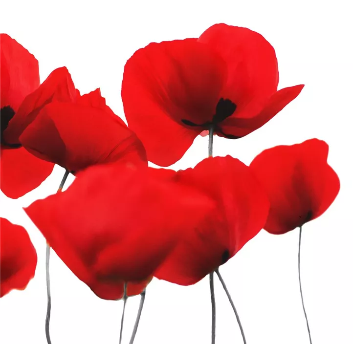 Servietten 'Red Poppy'