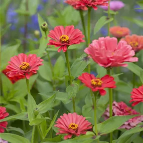 Zinnia elegans