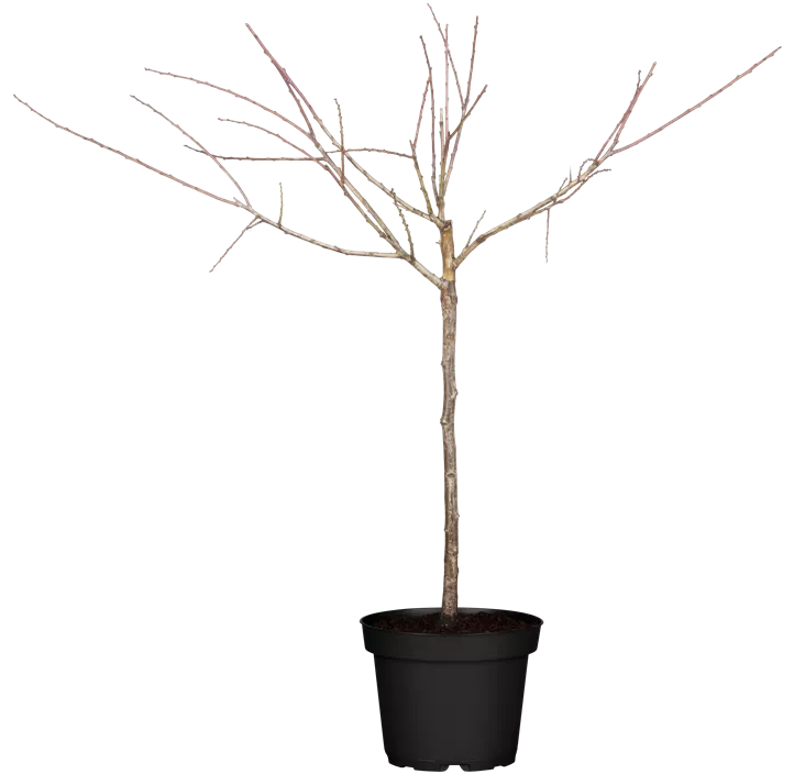 Zwerg-Mirabellenaprikose, 2-jährig 